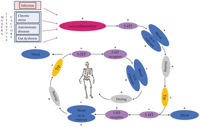 Eating Disorders: An Evolutionary Psychoneuroimmunological Approach